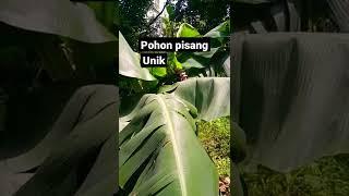 Unique Banana tree,fruiting.