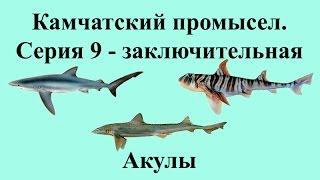 Русская Рыбалка 3.99 Камчатский промысел 9 - Акулы - Заключение