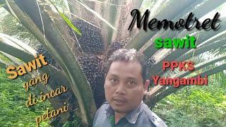 Potret sawit varietas PPKS yangambi