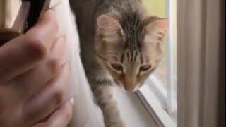 Acrobat cat, funny video