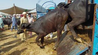 Buffalo And Caw Vip Unloading At Mazda Truck Unloading// Msa cattle life