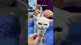 Injection moment#cat #viralvideo #pets #foryou #funny #funnycats #animals #pets #catlover