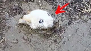 The dog was drowning in the swamp and howling for help! Just look who came to her rescue!