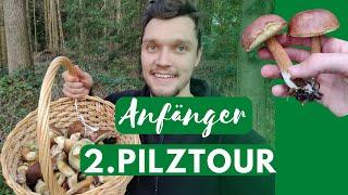  Erfolgreich Pilze sammeln als Anfänger | Maronenröhrlinge| Steinpilze