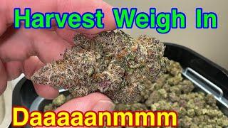 Harvest weight - defol - breeding plants