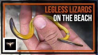 Looking for Legless Lizards on the Beach + a Few Snakes