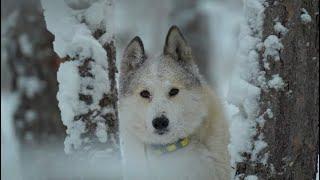 Зимняя охота с лайками на соболя , лося . Wintering on sable, moose!