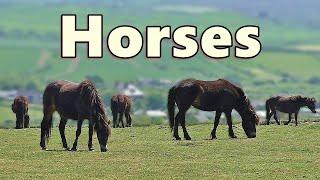 Horses ~ Extremely Satisfying Video of Horses Grazing ⭐ 8 HOURS ⭐