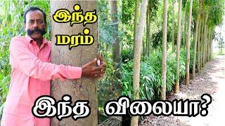 மரம் வளர்ப்பில் இவ்வளவு வருமானமா! | Commercial tree plantations - Eco Forest