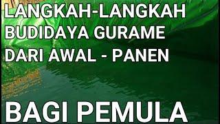 LANGKAH - LANGKAH BUDIDAYA IKAN GURAME DARI AWAL SAMPAI PANEN