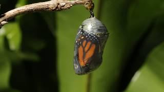 Monarch butterfly emerging time lapse