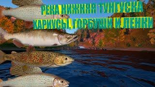 Русская рыбалка 4(рр4/rf4) - Река Нижняя Тунгуска, Ленок, Форель, Хариус и Горбуша!!!