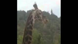 Giraffe calls you out