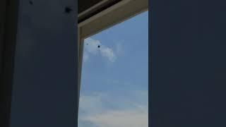 Spider chases & catches fly