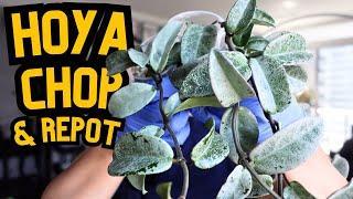 Hoya Care  this nova ghost tho  propagation, repotting hoyas, plant updates | indoor houseplants 