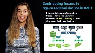 NAD+ in Aging: Role of Nicotinamide Riboside and Nicotinamide Mononucleotide