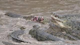 Great Migration River Crossing Masai Mara, Kenya - Zebras & Wildebeests @LowisandLeakey Safaris