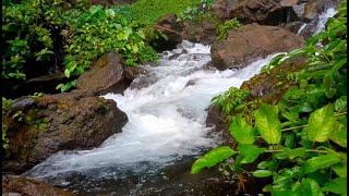 Soothing River Sounds ASMR: Ultimate Stress Relief and Insomnia Cure | LuLu Sounds