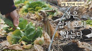 [First of March] When the snow melts, spread compost on the field / Kimchi Stew / First Sowing