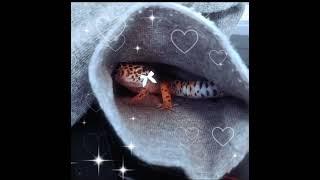 ️Cutest Gecko Edit️