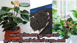 What is the Best Potting Mix for Anthurium? Anthurium Care Tips/#DHANYAORCHIDS