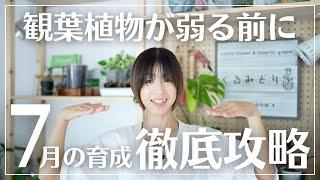 【7月までに○○してください！】観葉植物を育成する人は今を逃すとマズい#観葉植物