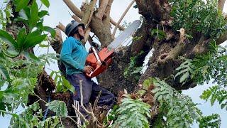 Impressive... Felling of 2 old and expensive trembesi trees ‼️