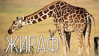 Жираф: Самое высокое животное на планете Земля | Интересные факты про жирафов