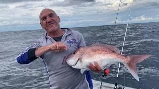 BIG RED SNAPPERS MID NORTH COAST