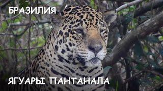 Мир Приключений - Крупный самец ягуара. Пантанал. Бразилия. Jaguar. Nord Pantanal. Brazil.