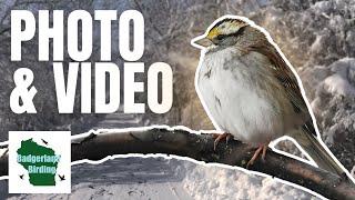 Birding and Bird Photography in a Beautiful Snowy Landscape
