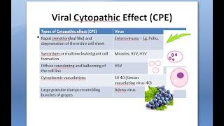 Microbiology 446 c Virus Cytopathic Effects Viral Interference Detection of Growth Cyto Pathic CPE