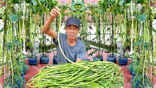 Unbelievable! How Grow Off-season Cowpeas At Home, Simple And Effective!