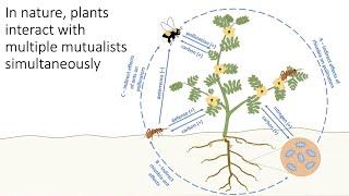 Effect of land use and plant life history on outcomes of plant-microbial mutualist interactions