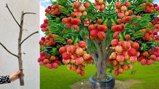 Technique Propagation Lychee tree / how to grow lychee tree fast with Aloe Vera fruits