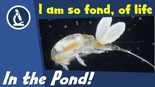  036 - How to observe POND WATER LIFE under the microscope |  Citizen Science