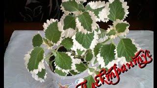 Плектрантус (Plectranthus) . Уход и содержание в домашних условиях