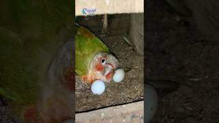 Pineapple Conure Bird Laying Eggs || Rajdip Aviary  #birdslover #conure #smallconure #exoticbird