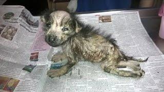 Rescue Puppy From Little Poor Life to the Queen | Amazing Transformation