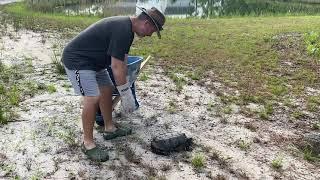 Relocating a giant snapping turtle #shorts