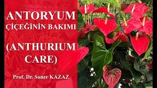 Antoryum Çiçeğinin Bakımı, Anthurium Care, Neden Çiçek Açmaz, Yaprakları Neden Sararır ve Kurur