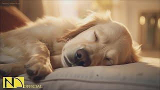 20 HOURS of Dog Calming Music For DogsAnti Separation Anxietystress relief music NadanMusic
