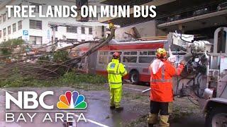 Tree Falls on Muni Bus, Power Lines in San Francisco