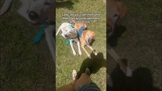 The proper way to ask about someone’s service dog️ #dog #servicedog #youtubeshorts #shorts #dogs