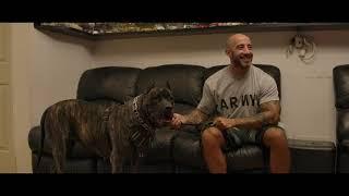 XXL Female SoCalPresa Canario Puppy at 13 Months of Age | Life After the Litter 8