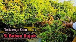 Spot Gacor ‼️ Betah kalau Mancing Bujuk di Tempat Seperti Ini || Mancing Liar