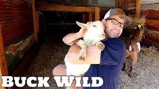 We Got a NEW Buck (Let's Talk Goats!) - Nigerian Dwarf Goats