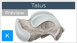 Talus Bone Articulations and Landmarks (preview) - Human Anatomy | Kenhub