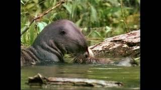 Выдра гигантская -  Pteronura brasiliensis – Видра гігантська - Giant river otter