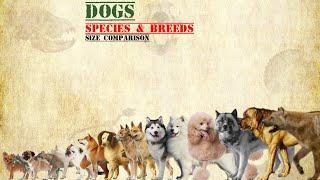 DOGS - Size Comparison, Dog breeds.